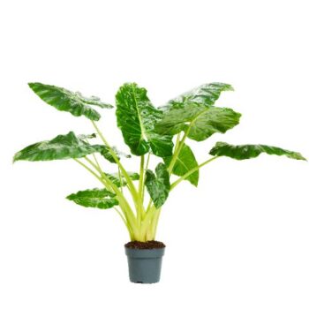 Alocasia Lutea