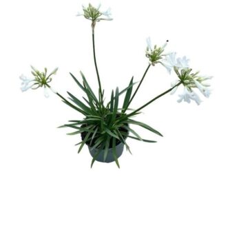 Agapanthus White
