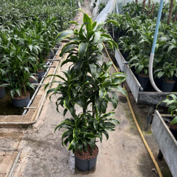 Dracaena dorado carrousel 6st 25/19 h130/140