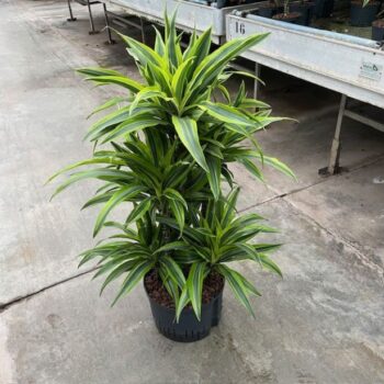 Drac lemon line carrousel