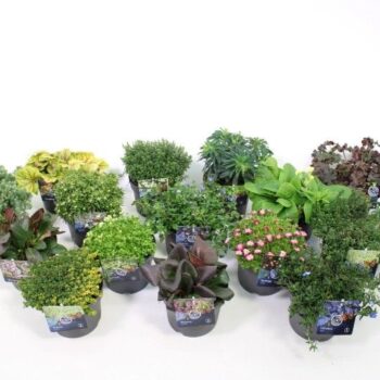 Vaste planten mixlaag