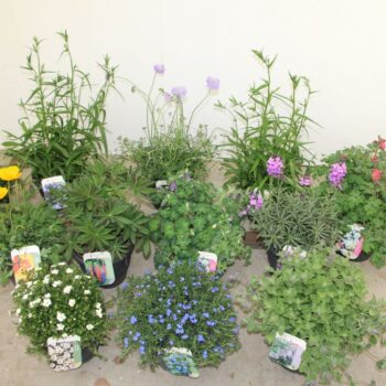 Vaste planten mixlaag