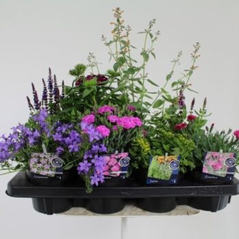 Vaste planten mix laag