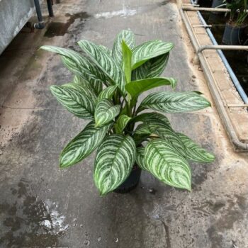 Aglaonema Stripes