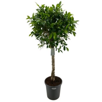 Ficus Nitida