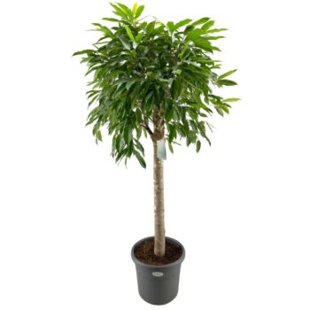 Ficus Amstel King
