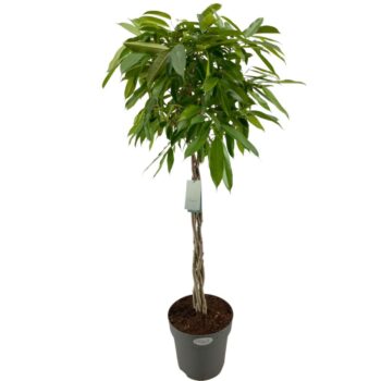 Ficus Binnendijkii Amstel King Gevlochten stam p27