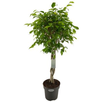 Ficus Exotica