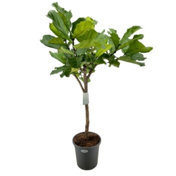 Ficus Lyrata