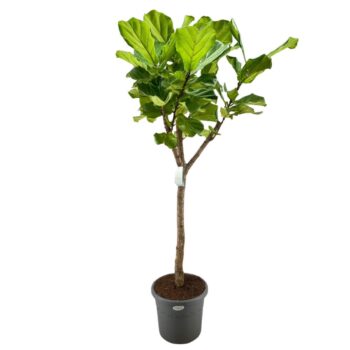 Ficus Lyrata 180cm