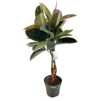 Ficus Elastica Burgundy