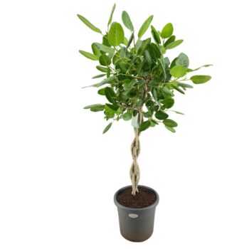 Ficus Audrey