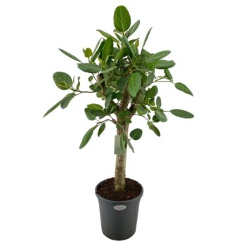 Ficus Audrey