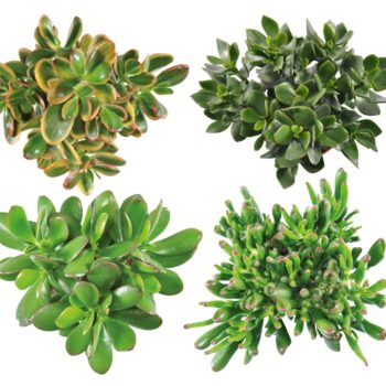 Crassula mix 5,5 XXL WOODS