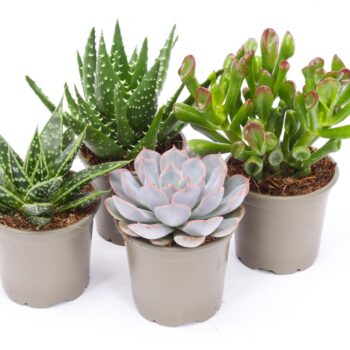 Succulent mix 8,5 UK - NON CITES