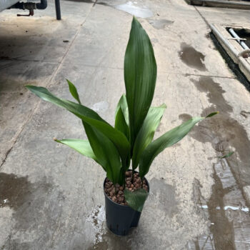 Aspidistra
