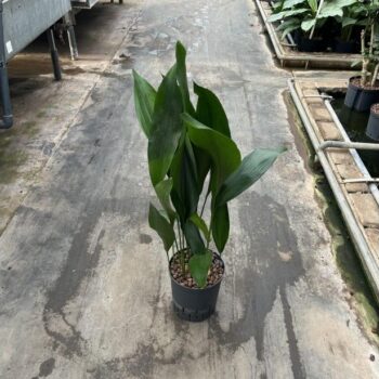 Aspidistra