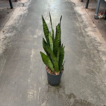 Sansevieria zeylanica 15/19 h60/70