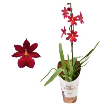 Cambria 'Nelly Isler Red Velvet'