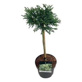 Cryptomeria j. 'Little Champion'
