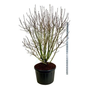 Syringa v. 'And. an Ludwig Späth'