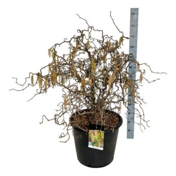 Corylus a. 'Contorta'