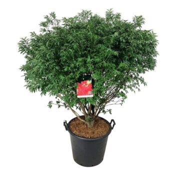 Euonymus alatus 'Compactus'