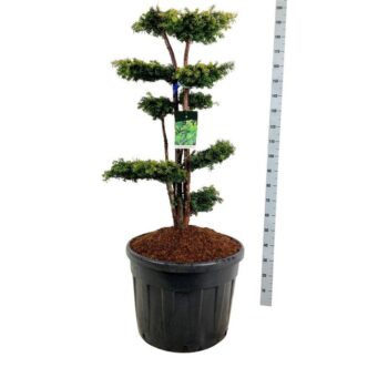 Taxus b. 'Dovastonii Aurea'