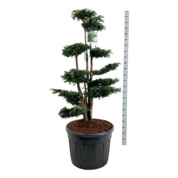 Taxus b. 'Dovastoniana'