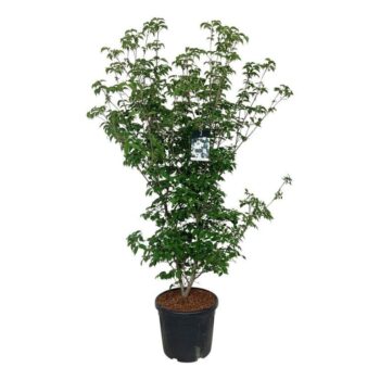 Cornus kousa 'Wieting's Select'