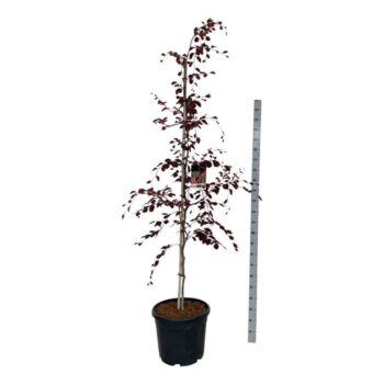 Fagus syl. 'Purpurea Tricolor'