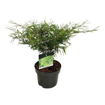 Fagus syl. 'Mercedes'