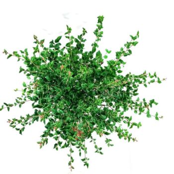 Syringa meyeri 'Palibin'