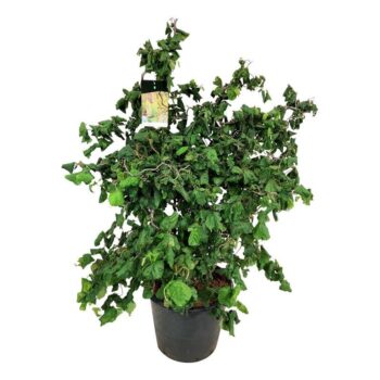 Corylus a. 'Contorta'