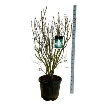 Syringa v. 'Mme Lemoine'