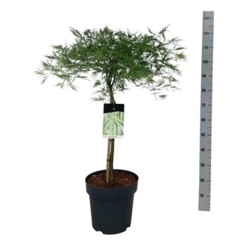 Acer pal. 'Dissectum'