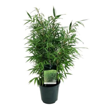 Fargesia robusta 'Wenchuan'