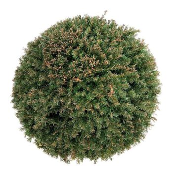Taxus baccata