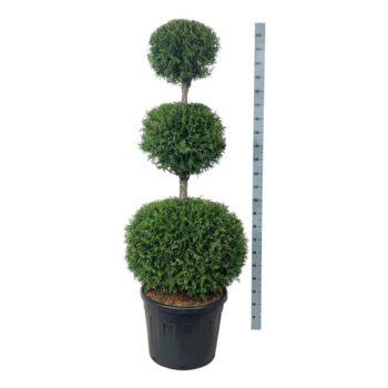 Thuja occ. 'Brabant'