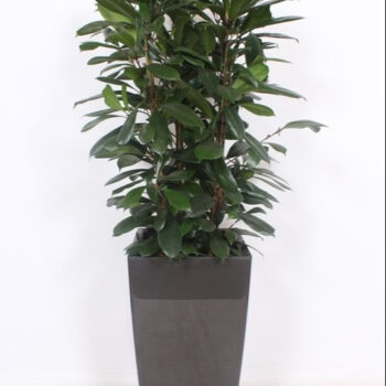Ficus Cyathistipula in Piza pot "antraciet"