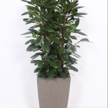 Ficus Cyathistipula in Piza pot "taupe"