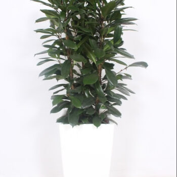 Ficus Cyathistipula in Piza pot "wit"