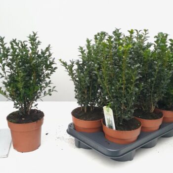 Buxus sempervirens