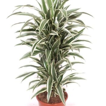 Dracaena White Stripe
