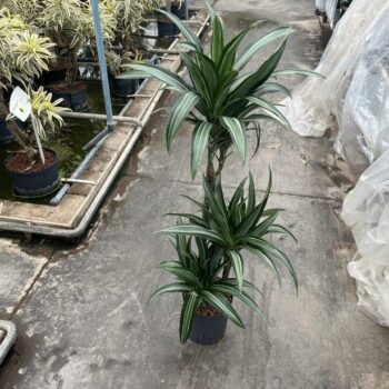 Dracaena warneckii twin(60/30/15) 18/19 h100