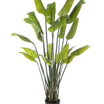 Strelitzia traveller palm
