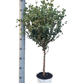 EUCALYPTUS STAM 21