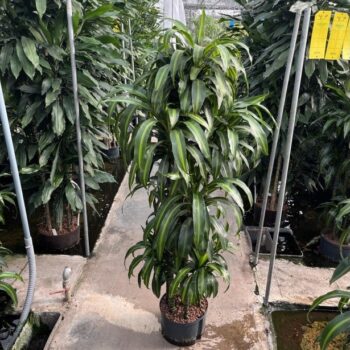 Drac haw sunshine carrousel 8st 28/19 h160