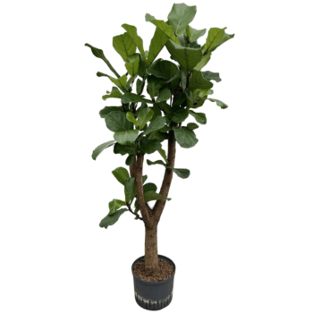 Ficus Lyrata