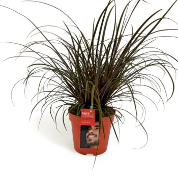 Uncinia unciniata Rubra ROOD